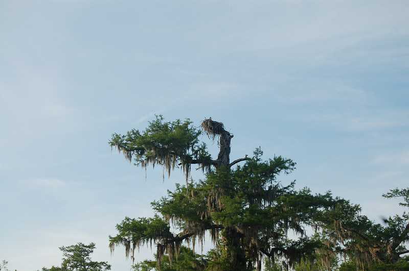 Bridge  - Spring 2006 084.JPG - Another Osprey nest.